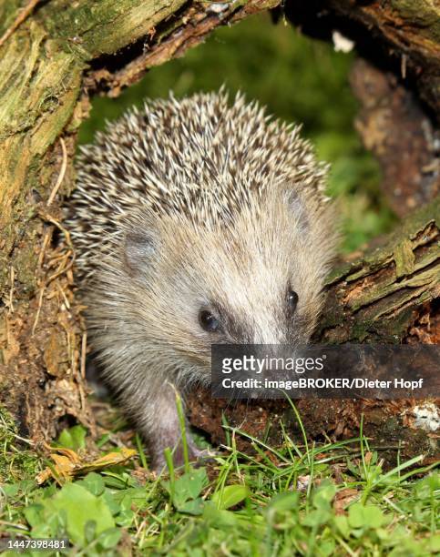 brown-chested hedgehog (erinaceidae) 4-week-old juvenile emerges from hollow tree trunk, allgaeu, bavaria, germany - aushöhlung stock-fotos und bilder