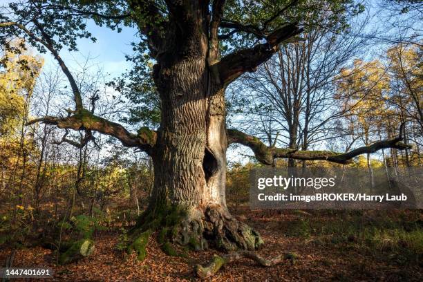 chimney oak, english oak (quercus robur), primeval forest sababurg, reinhardswald nature park park, hesse, germany - hollow stockfoto's en -beelden