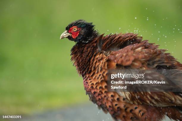 common or ring-necked pheasant (phasianus colchicus) adult male bird ruffling its feathers in a rain storm, suffolk, england, united kingdom - ruffling stock pictures, royalty-free photos & images