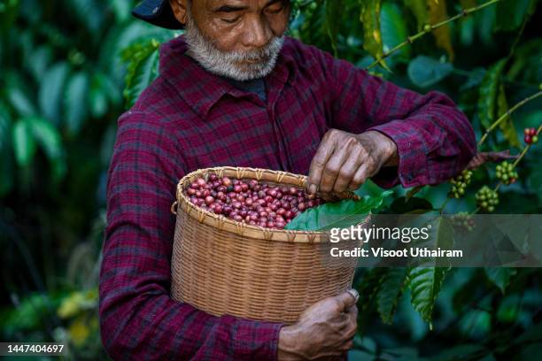 farmers harvesting coffee beans of arabica coffee tree on coffee tree. - fair trade stock-fotos und bilder