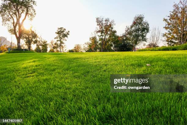 empty lawn and city park - gras stock-fotos und bilder