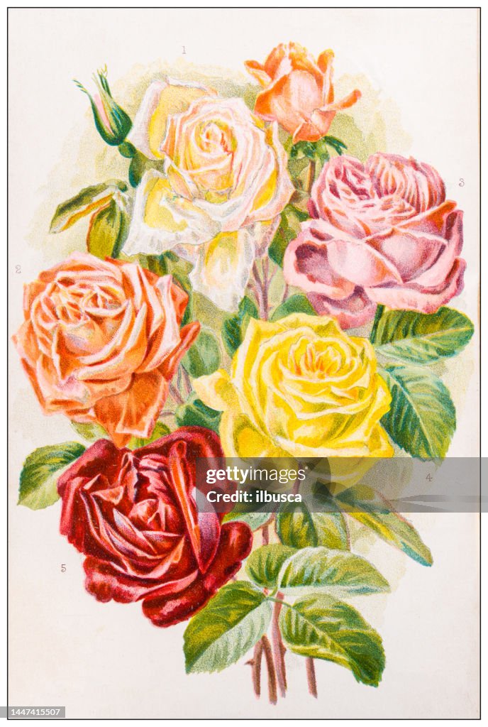 Old Roses Graphics Antique Engraving Illustration Roses High-Res Vector Graphic - Getty Images