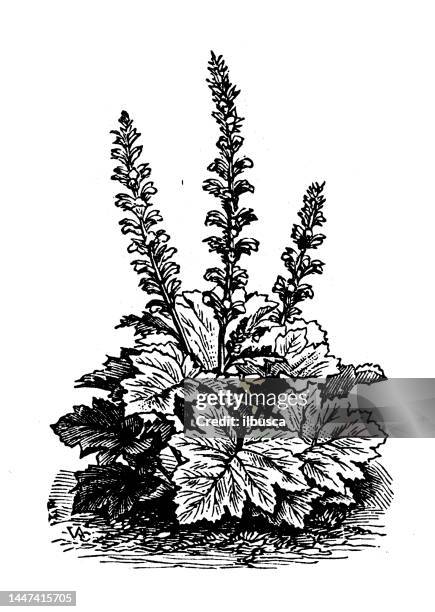 antique engraving illustration: acanthus - bear's breeches stock illustrations