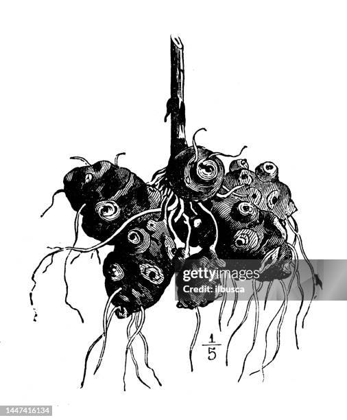 antique engraving illustration: jerusalem artichoke - jerusalem artichoke stock illustrations