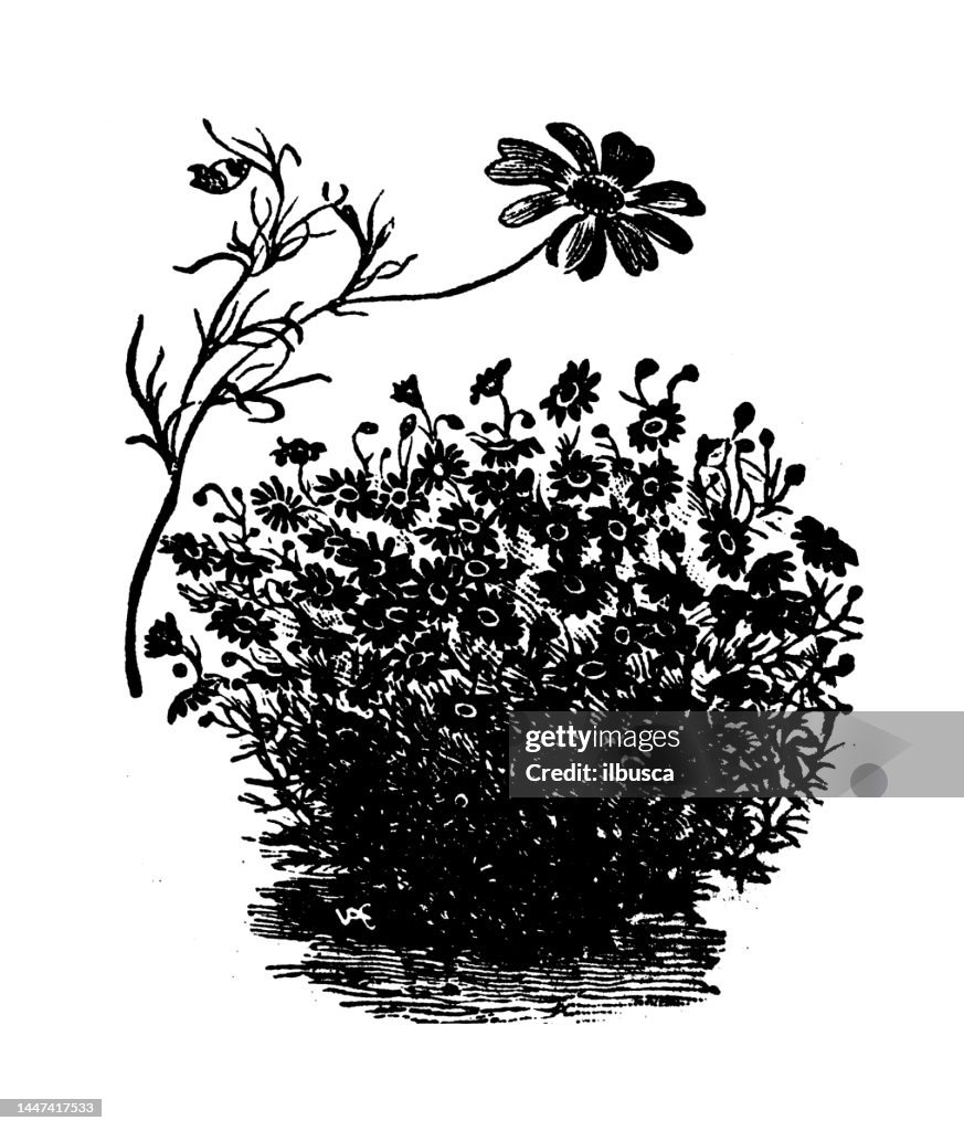 Antique engraving illustration: Brachycome Iberidifolia