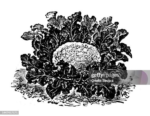 antique engraving illustration: early white broccoli - chou romanesco stock illustrations