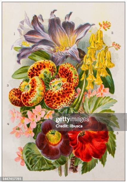 25点のグロキシニアイラスト素材 Getty Images 25点のグロキシニアイラスト素材 Getty Images