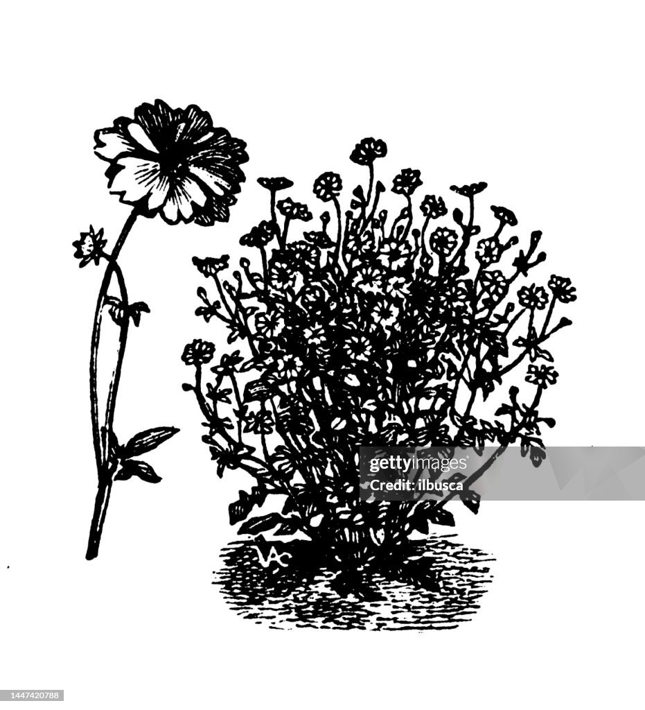 Antique engraving illustration: Calliopsis, Coreopsis