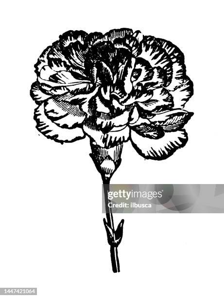 antike stichillustration: picotee - carnation flower stock-grafiken, -clipart, -cartoons und -symbole