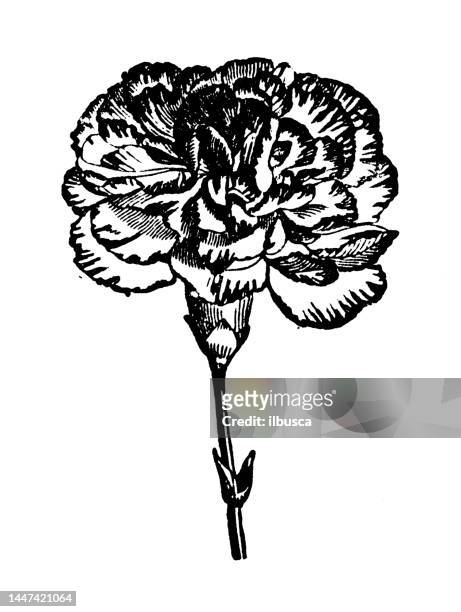ilustraciones, imágenes clip art, dibujos animados e iconos de stock de ilustración de grabado antiguo: picotee - carnation flower