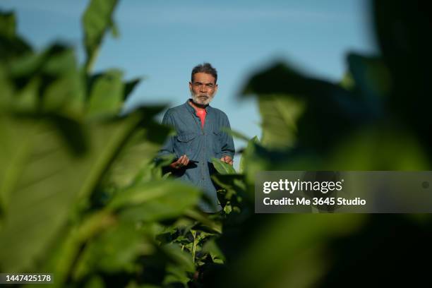 men are engaged in agriculture and growing tobacco crops - tobacco workers photos et images de collection