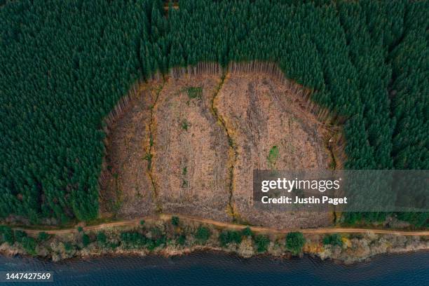 abstract drone view of a 'bite size' chunk of deforestation - deforestation fotografías e imágenes de stock