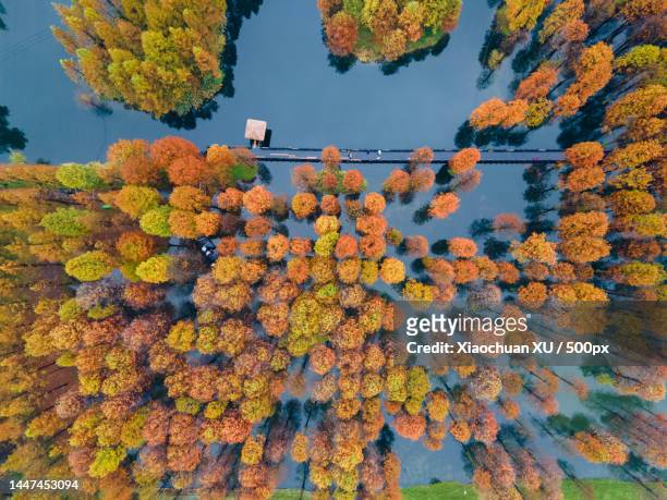 aerial view of autumn trees in park,qingpu district,china - 上海 fotografías e imágenes de stock