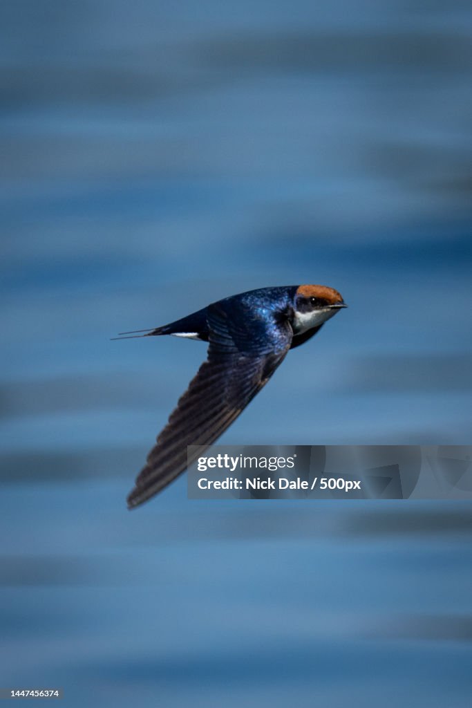 Wire-tailed swallow with catchlight flies across river,Botswana