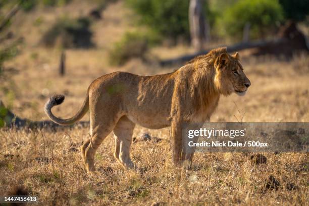 young male lion stands staring on grassland,botswana - male animal 個照片及圖片檔
