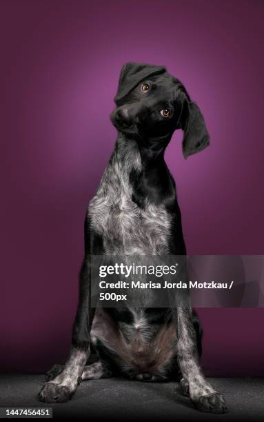 close-up of pointer sitting against black background,esslingen,germany - german shorthaired pointer stock pictures, royalty-free photos & images