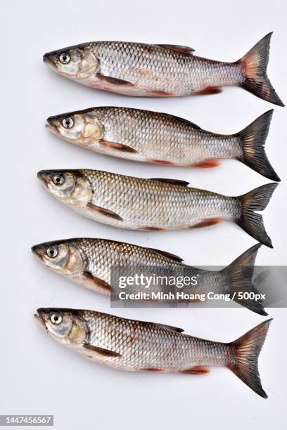 high angle view of fish on white background,france - common roach stock pictures, royalty-free photos & images