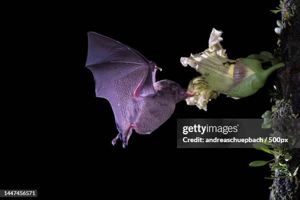 close-up of butterfly on flower against black background,costa rica - dark botanical fauna stockfoto's en -beelden