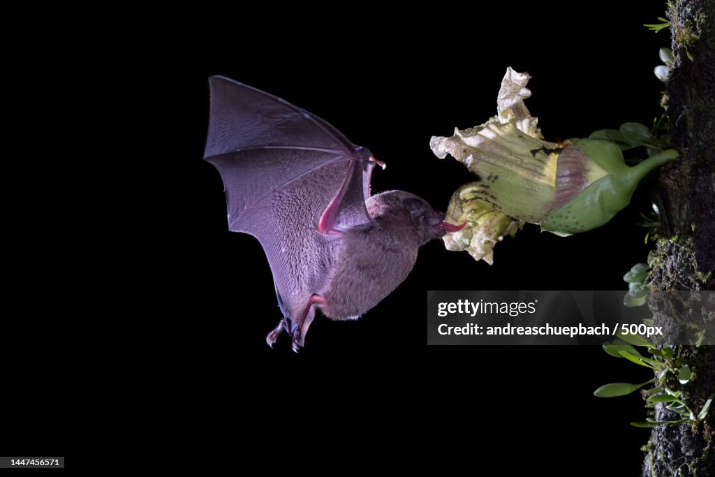 Close-up of butterfly on flower against black background,Costa Rica
