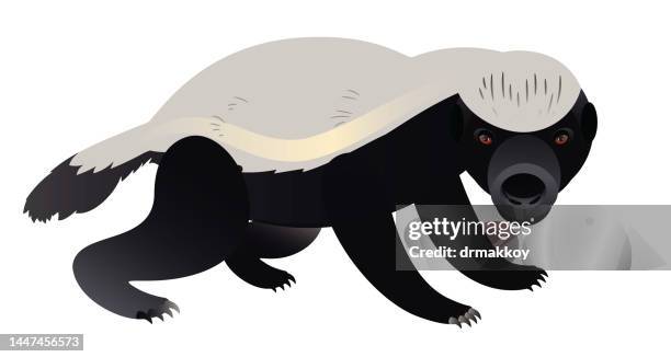 honey badger - honey badger stock illustrations