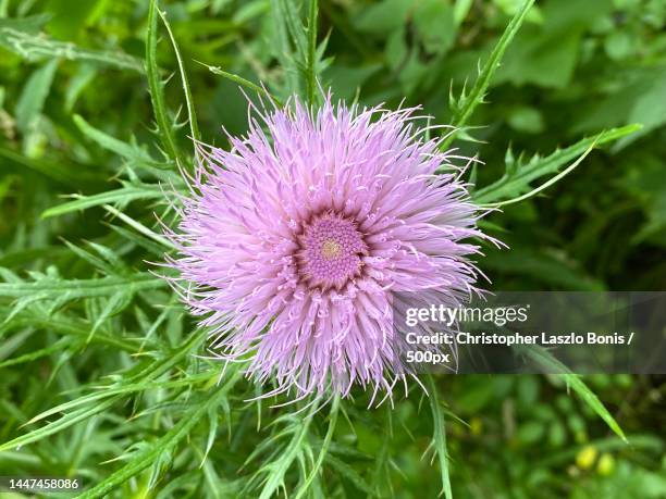 close-up of purple thistle flower on field,wellesley,massachusetts,united states,usa - distel stock-fotos und bilder