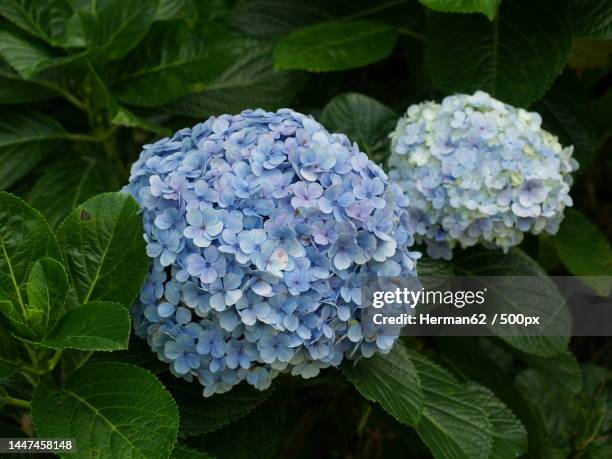 close-up of purple hydrangea flowers,bandungan,indonesia - herman bunch stock pictures, royalty-free photos & images