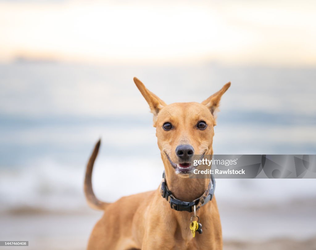 Portrait of a dog on the beach at sunset.