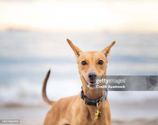 portrait of a dog on the beach at sunset. - hound imagens e fotografias de stock