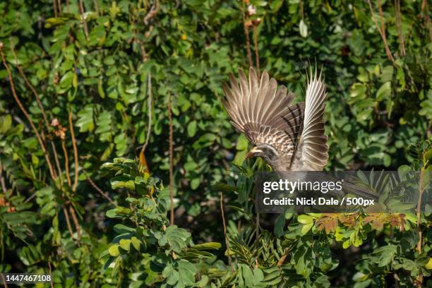 african grey hornbill takes off from bush,botswana - african grey hornbill stock pictures, royalty-free photos & images