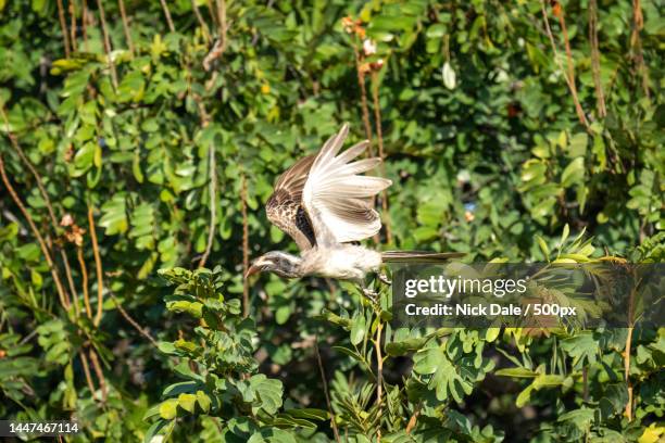 african grey hornbill passes bush raising wings,botswana - african grey hornbill stock pictures, royalty-free photos & images