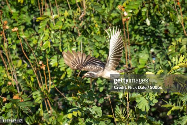 african grey hornbill passes bush spreading wings,botswana - african grey hornbill stock pictures, royalty-free photos & images