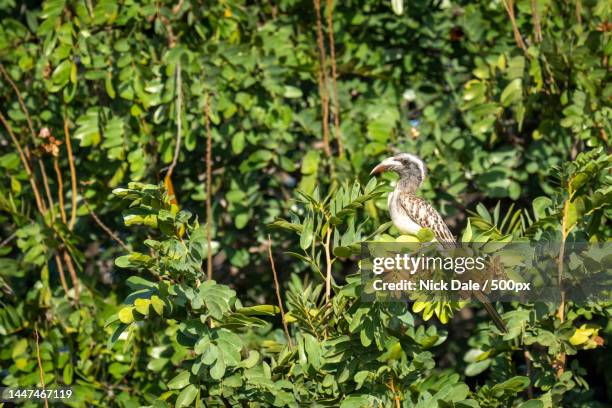 african grey hornbill on bush with catchlight,botswana - african grey hornbill stock pictures, royalty-free photos & images