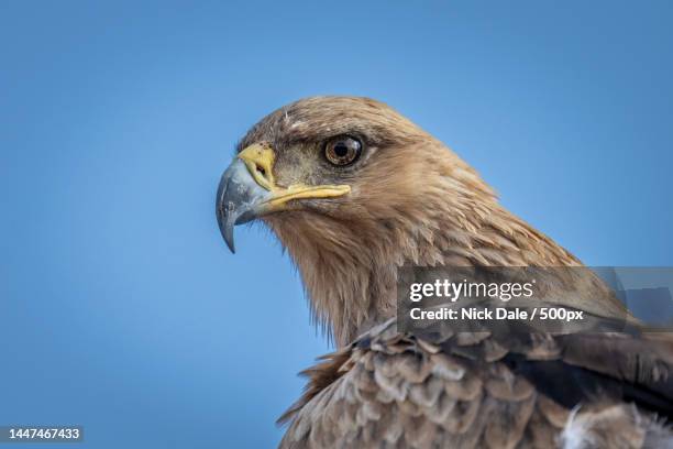 close-up of tawny eagle head and neck,kenya - birds of prey stock pictures, royalty-free photos & images