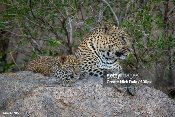 leopard lies beside cub on shady rock,kenya - leopard face stockfoto's en -beelden