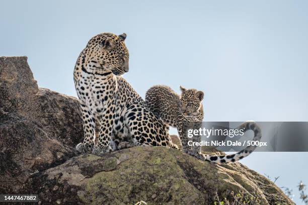 leopard cub walks round mother on rock,kenya - african leopard photos et images de collection