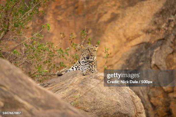 1,226 Animal In Wetland Kenya Photos and Premium High Res Pictures - Getty Images 1,226 Animal In Wetland Kenya Photos and Premium High Res Pictures - Getty Images