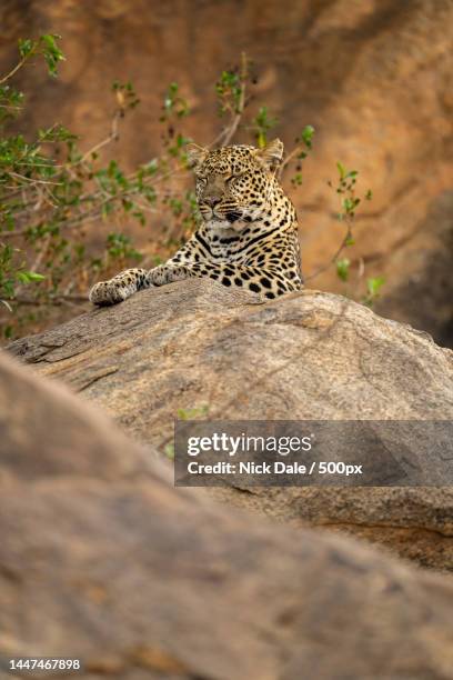 leopard lies on rock closing her eyes,kenya - laikipia ストックフォトと画像