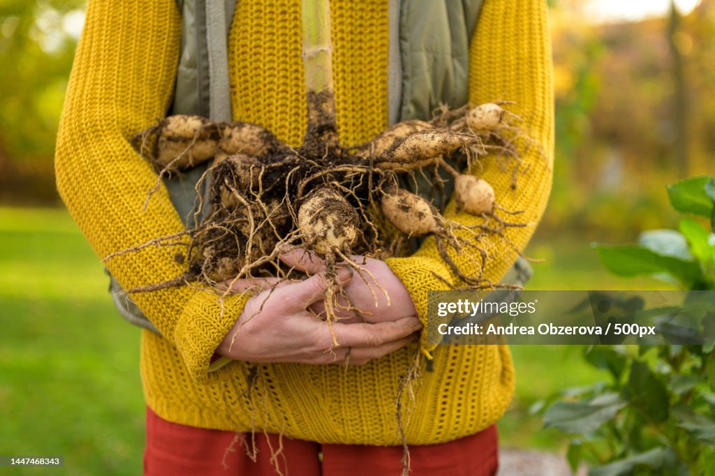 Woman holding freshly lifted dahlia tubers ready to be washed and prepared for winter storage,Slovakia