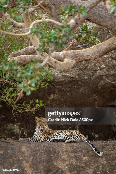 1,226 Animal In Wetland Kenya Photos and Premium High Res Pictures - Getty Images 1,226 Animal In Wetland Kenya Photos and Premium High Res Pictures - Getty Images