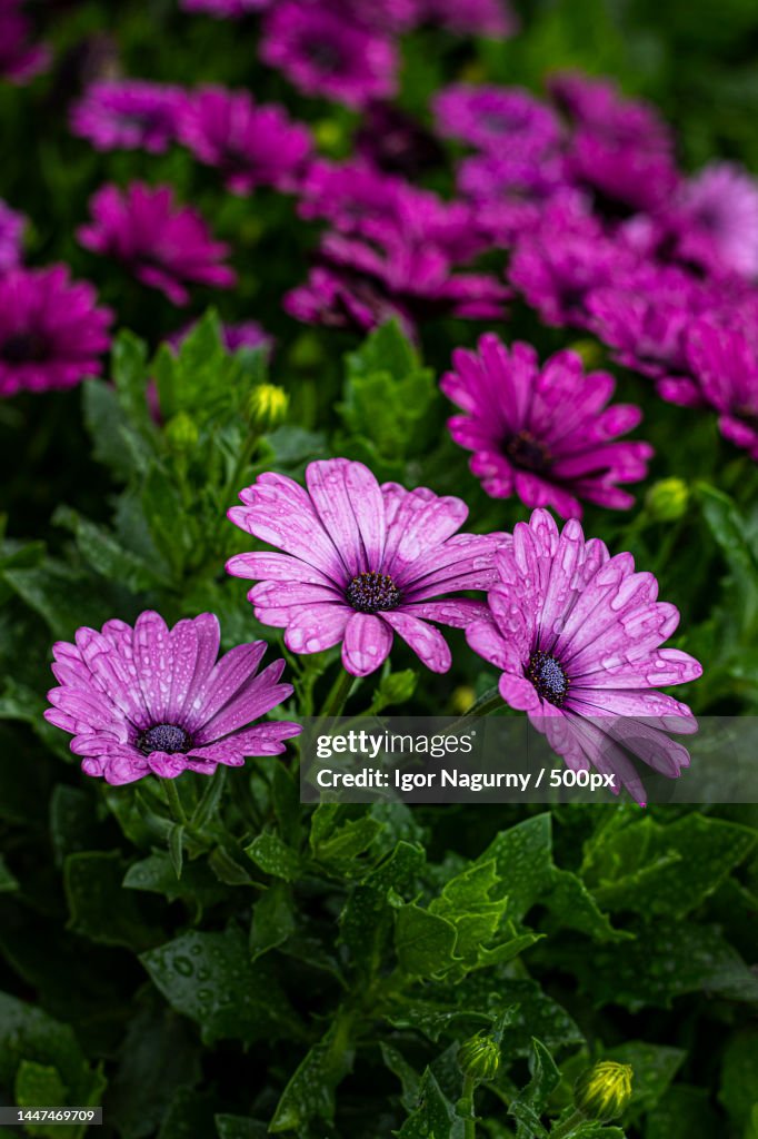 Close-up of purple flowering plants,Ukraine