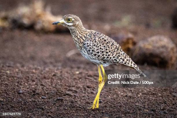 spotted thick-knee stands on ground bending leg,kenya - spotted thick knee stock pictures, royalty-free photos & images