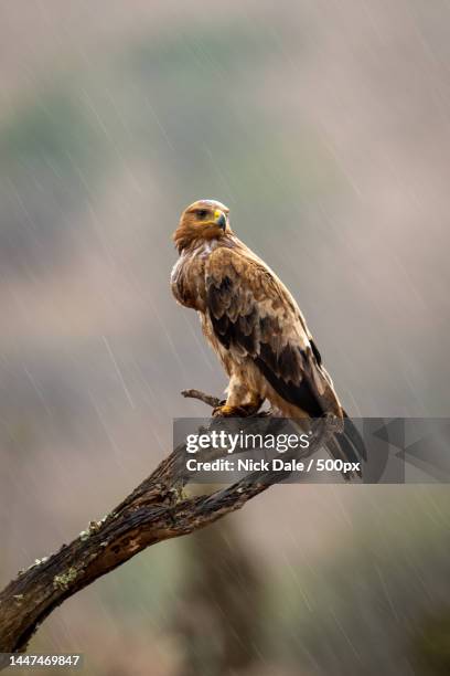 tawny eagle on wet branch turning head - eagle perching stock pictures, royalty-free photos & images