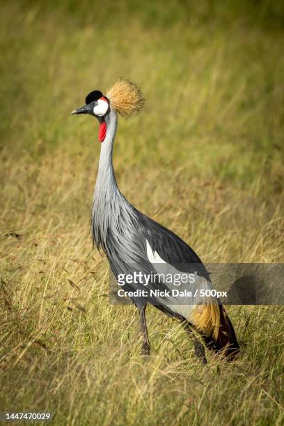 grey crowned crane walks through long grass,serengeti national park,tanzania - gru coronata grigia foto e immagini stock
