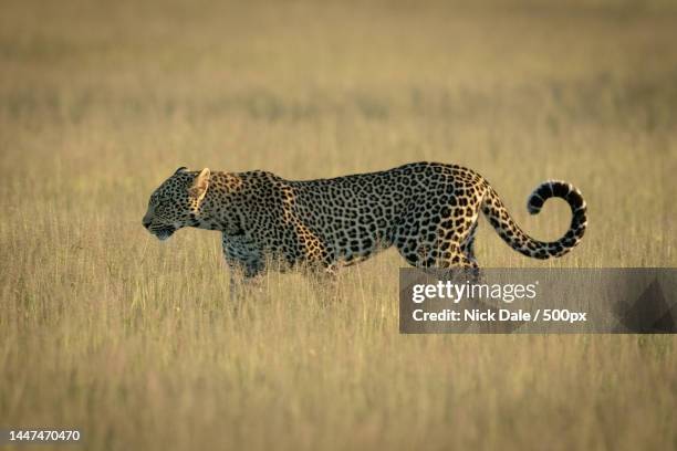 side view of cheetah walking on grassy field,serengeti national park,tanzania - african leopard photos et images de collection