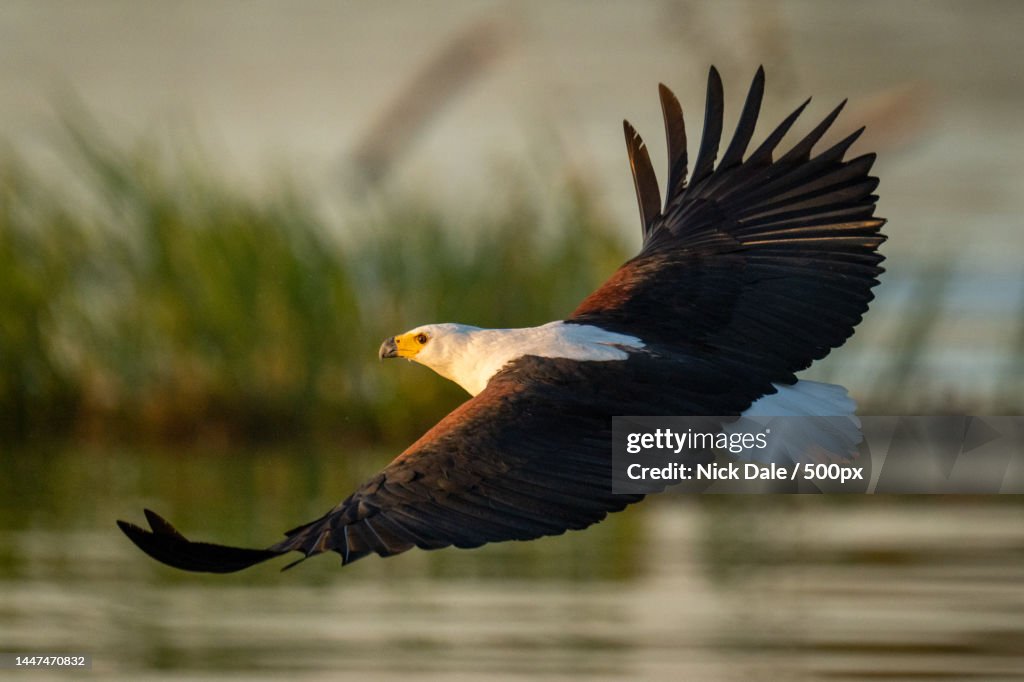 African fish eagle glides low over river,Botswana