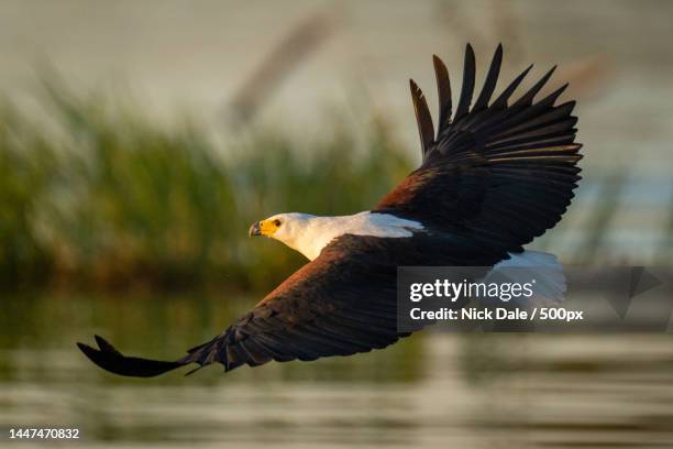 african fish eagle glides low over river,botswana - 海雕 個照片及圖片檔