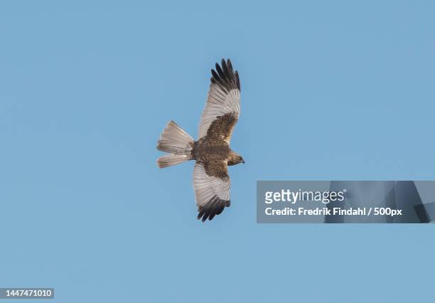 low angle view of red kite of prey flying against clear sky,sweden - vår stock pictures, royalty-free photos & images