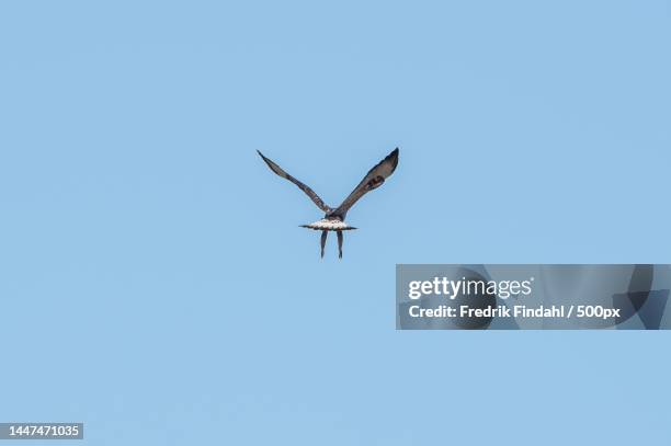 low angle view of seagull flying against clear blue sky - vår stock pictures, royalty-free photos & images