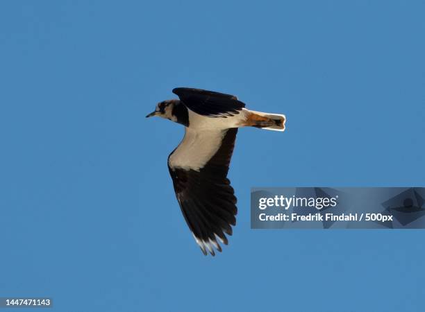 low angle view of plover flying against clear blue sky - vår stockfoto's en -beelden