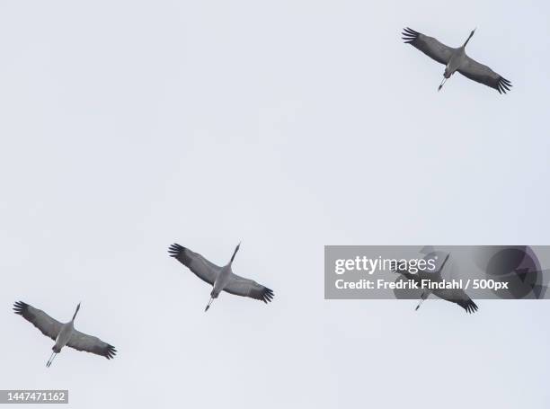 low angle view of birds flying against clear sky - vår stockfoto's en -beelden